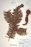Herbarium sheet image thumbnail