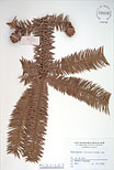 Herbarium sheet image thumbnail