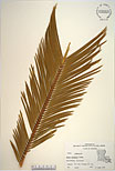 Herbarium sheet image thumbnail