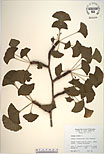 Herbarium sheet image thumbnail