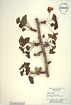 Herbarium sheet image thumbnail