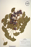 Herbarium sheet image thumbnail