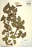 Herbarium sheet image thumbnail