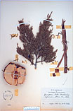 Herbarium sheet image thumbnail