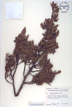 Herbarium sheet image thumbnail