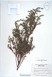 Herbarium sheet image thumbnail