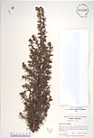 Herbarium sheet image thumbnail