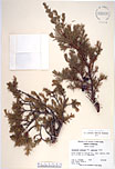 Herbarium sheet image thumbnail