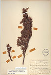 Herbarium sheet image thumbnail