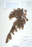 Herbarium sheet image thumbnail