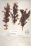 Herbarium sheet image thumbnail