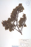 Herbarium sheet image thumbnail