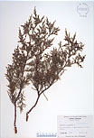 Herbarium sheet image thumbnail