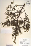 Herbarium sheet image thumbnail