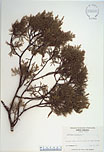 Herbarium sheet image thumbnail