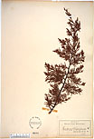 Herbarium sheet image thumbnail