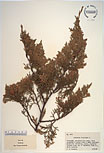 Herbarium sheet image thumbnail