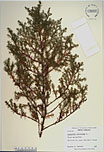 Herbarium sheet image thumbnail