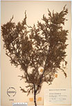 Herbarium sheet image thumbnail