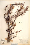 Herbarium sheet image thumbnail