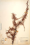 Herbarium sheet image thumbnail