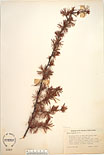 Herbarium sheet image thumbnail