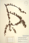 Herbarium sheet image thumbnail