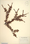 Herbarium sheet image thumbnail