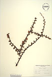 Herbarium sheet image thumbnail