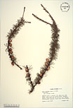 Herbarium sheet image thumbnail