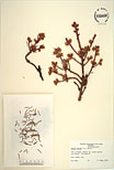 Herbarium sheet image thumbnail
