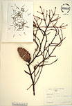 Herbarium sheet image thumbnail