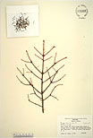 Herbarium sheet image thumbnail