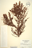 Herbarium sheet image thumbnail