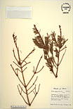 Herbarium sheet image thumbnail