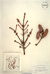 Herbarium sheet image thumbnail