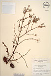 Herbarium sheet image thumbnail