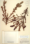 Herbarium sheet image thumbnail