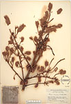 Herbarium sheet image thumbnail
