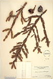 Herbarium sheet image thumbnail