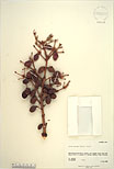 Herbarium sheet image thumbnail