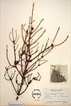 Herbarium sheet image thumbnail