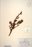 Herbarium sheet image thumbnail