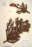 Herbarium sheet image thumbnail