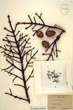 Herbarium sheet image thumbnail