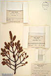 Herbarium sheet image thumbnail
