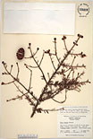 Herbarium sheet image thumbnail