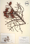 Herbarium sheet image thumbnail