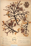 Herbarium sheet image thumbnail