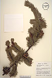Herbarium sheet image thumbnail